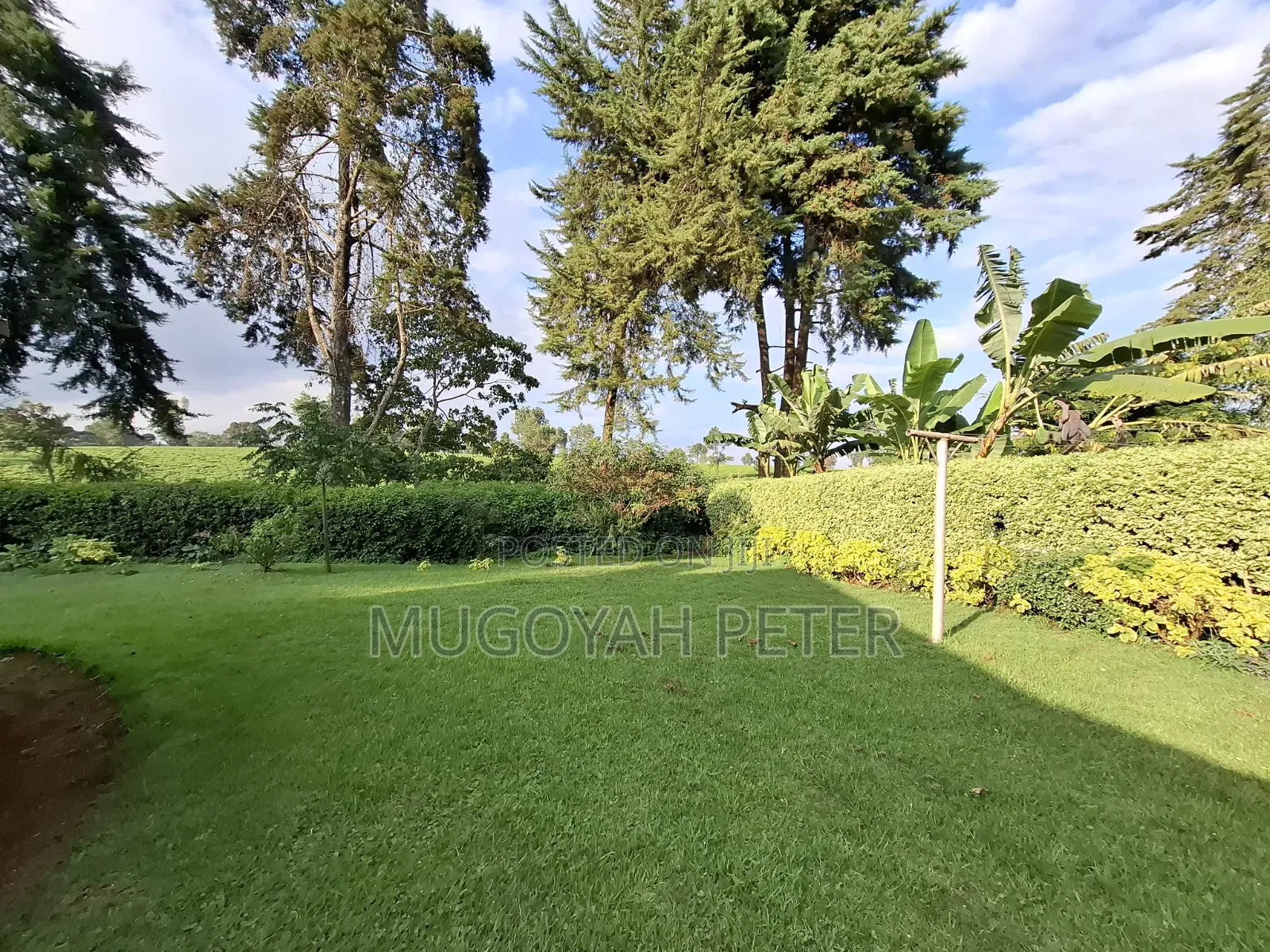 3bdrm Bungalow in Tigoni for rent in Tigoni
