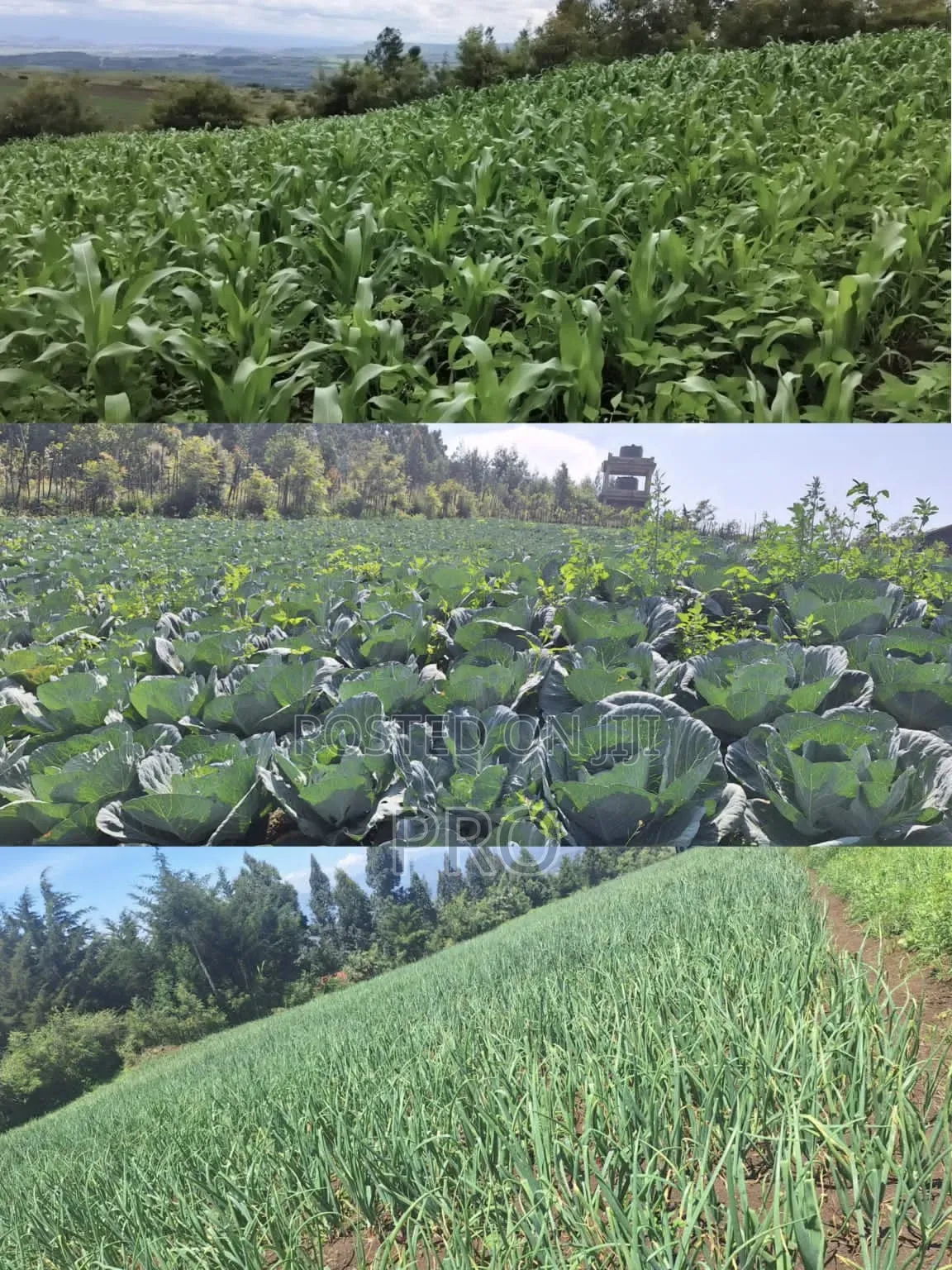 Prime 2 Acres Agricultural Land Nyandarua County Kipip Constituency in Kipipiri