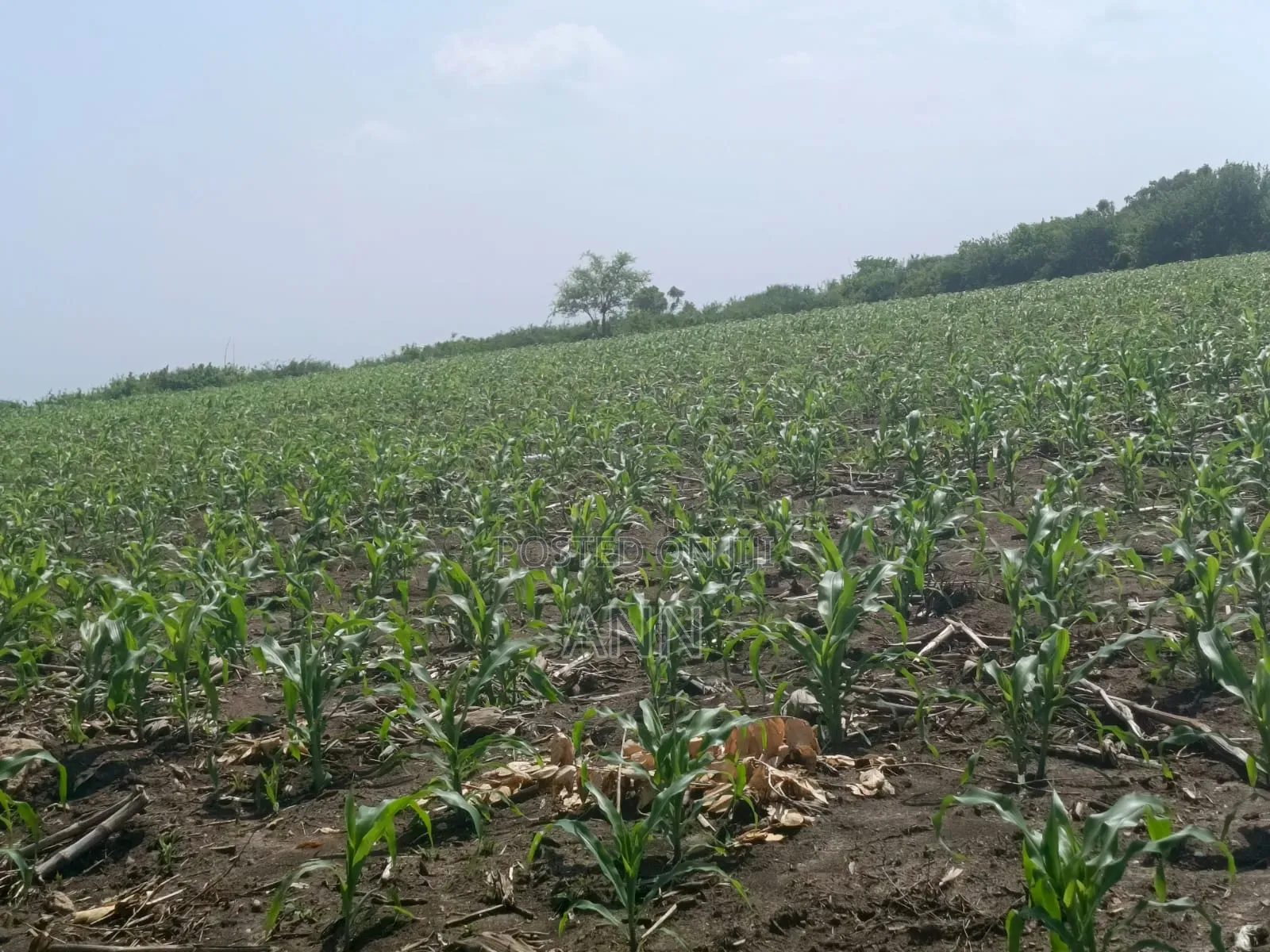 Kilifi County, Adu Plots for Sale in Adu