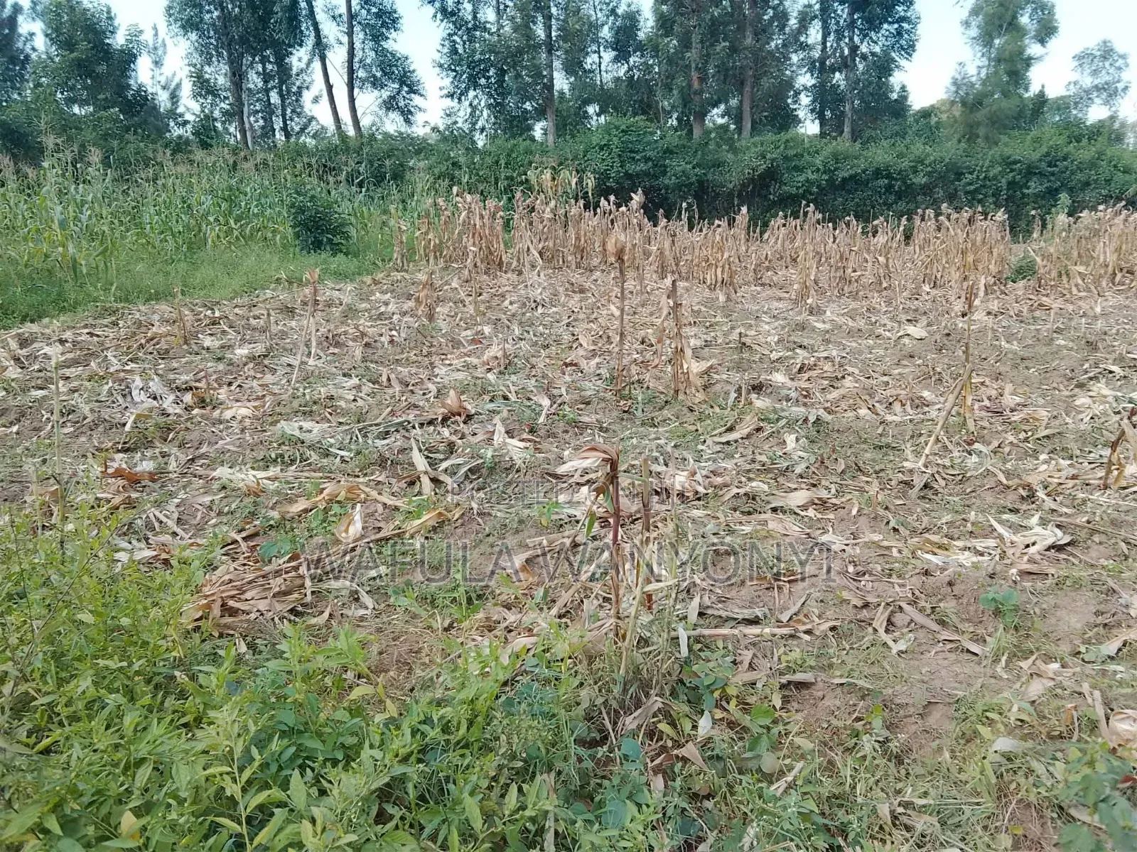 50 by 100 Burumba Busia Town in Burumba