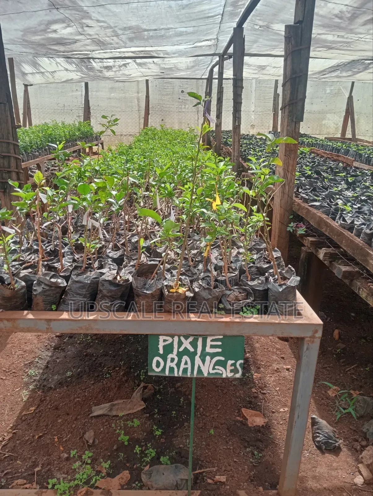 Get Land That Earns You Money in Mutara