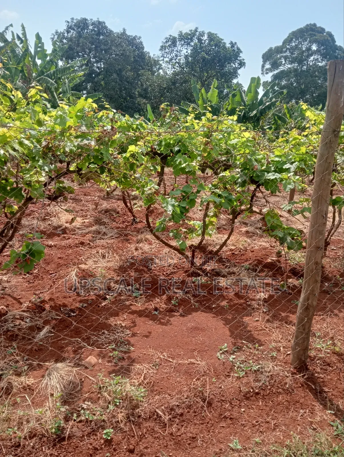 Get Land That Earns You Money in Mutara