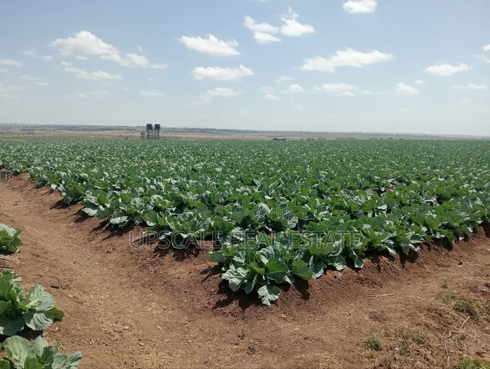 Get Land That Earns You Money in Mutara