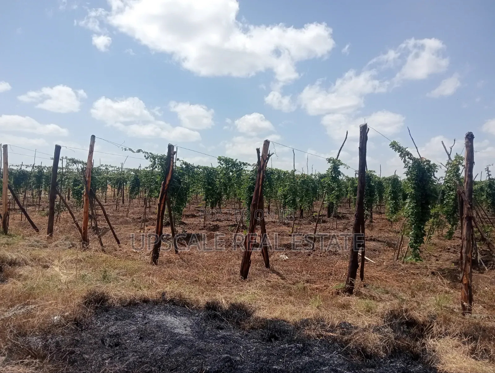 Get Land That Earns You Money in Mutara