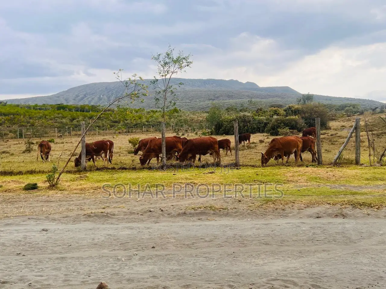 Longonot, Naivasha - 50x100 Plots on Sale in Naivasha
