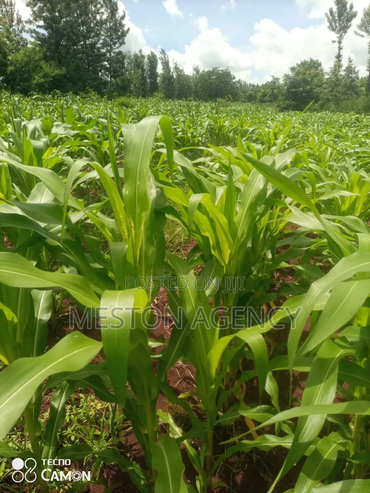 2 Acres Quick Sale Sagana Kirinyaga in Kerugoya