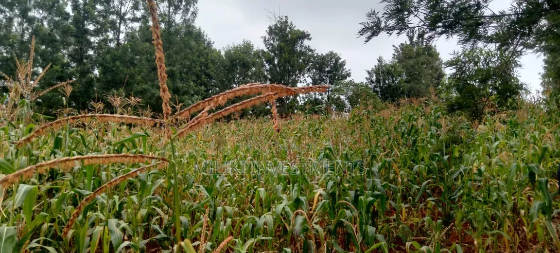 2 Acres in Sale at Muri -Kirinyaga in Kerugoya
