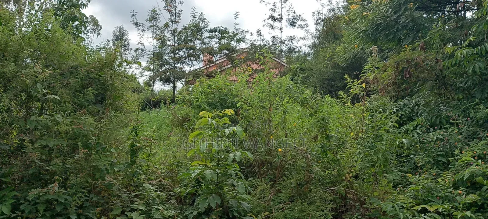 Prime Plot for Sale in Ngong Vet  in Ole Polos