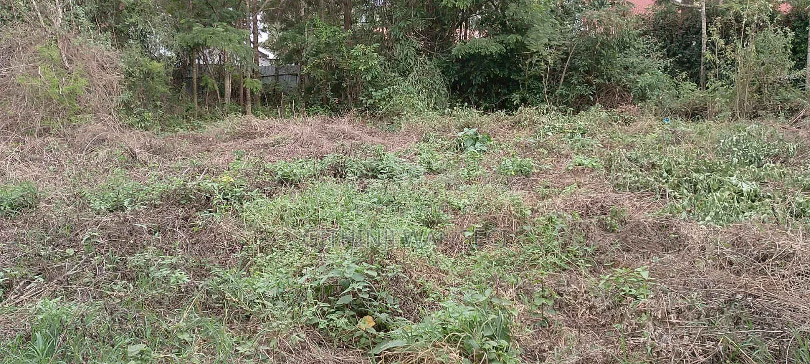 Prime Plot for Sale in Ngong Vet  in Ole Polos