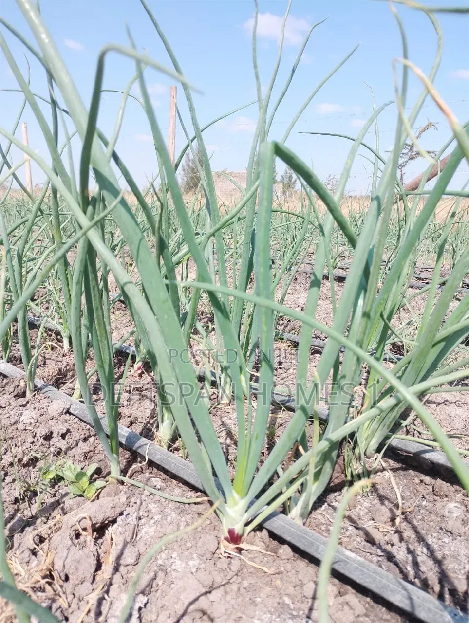 50 by 100 Plot Selling at Kantafu 3.5km in Kangundo Central
