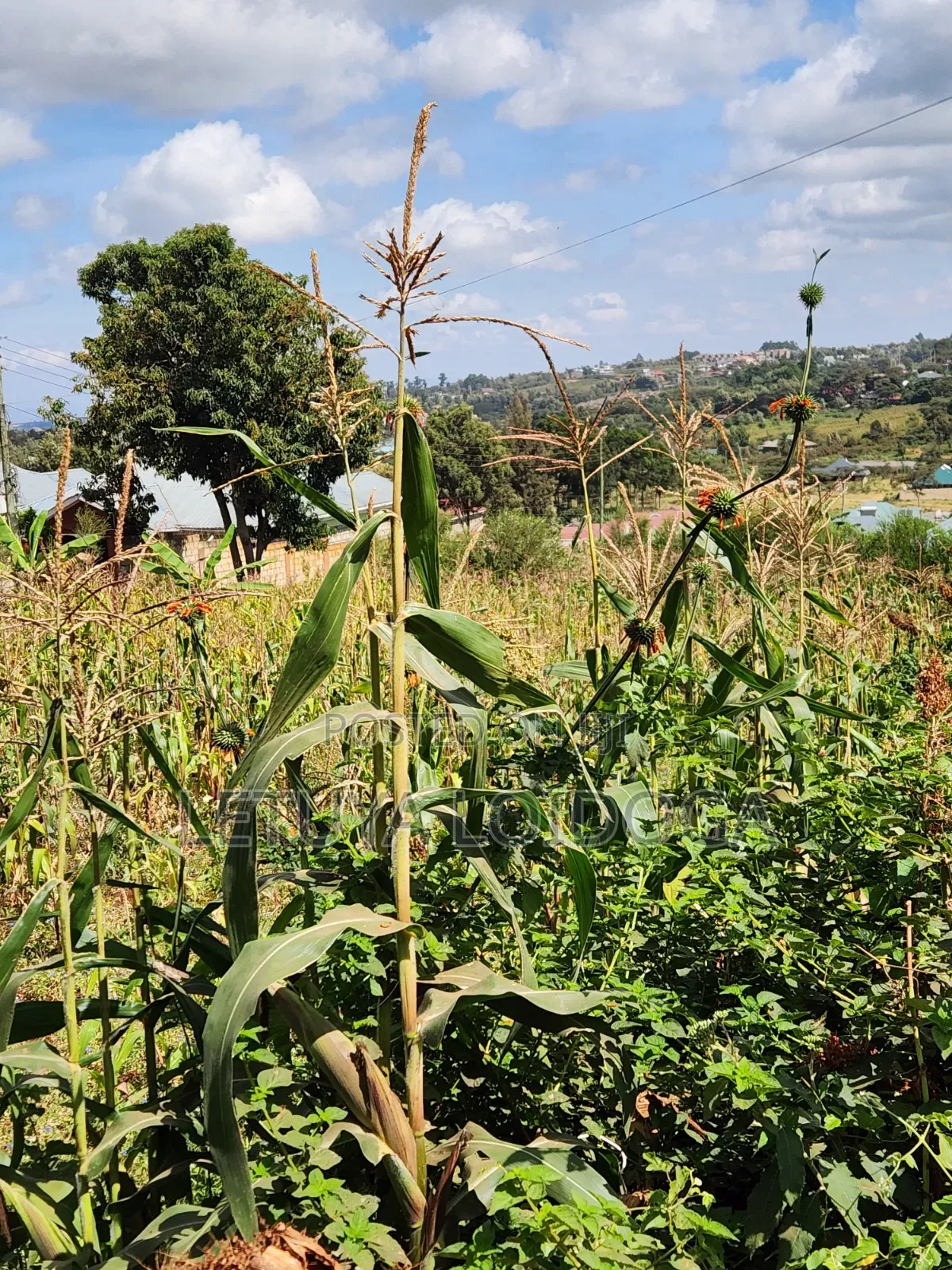 1⁄8 1⁄4 Acres Ngong-Kibiko (Arusha Close) in Kibiku