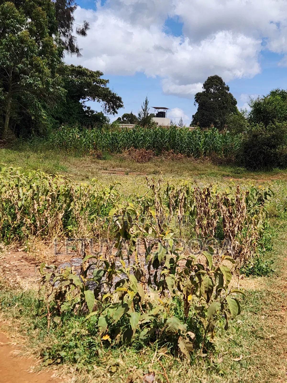 1 1⁄4 Acre Ngong-Kibiko(Baboon Crescent) in Kibiku