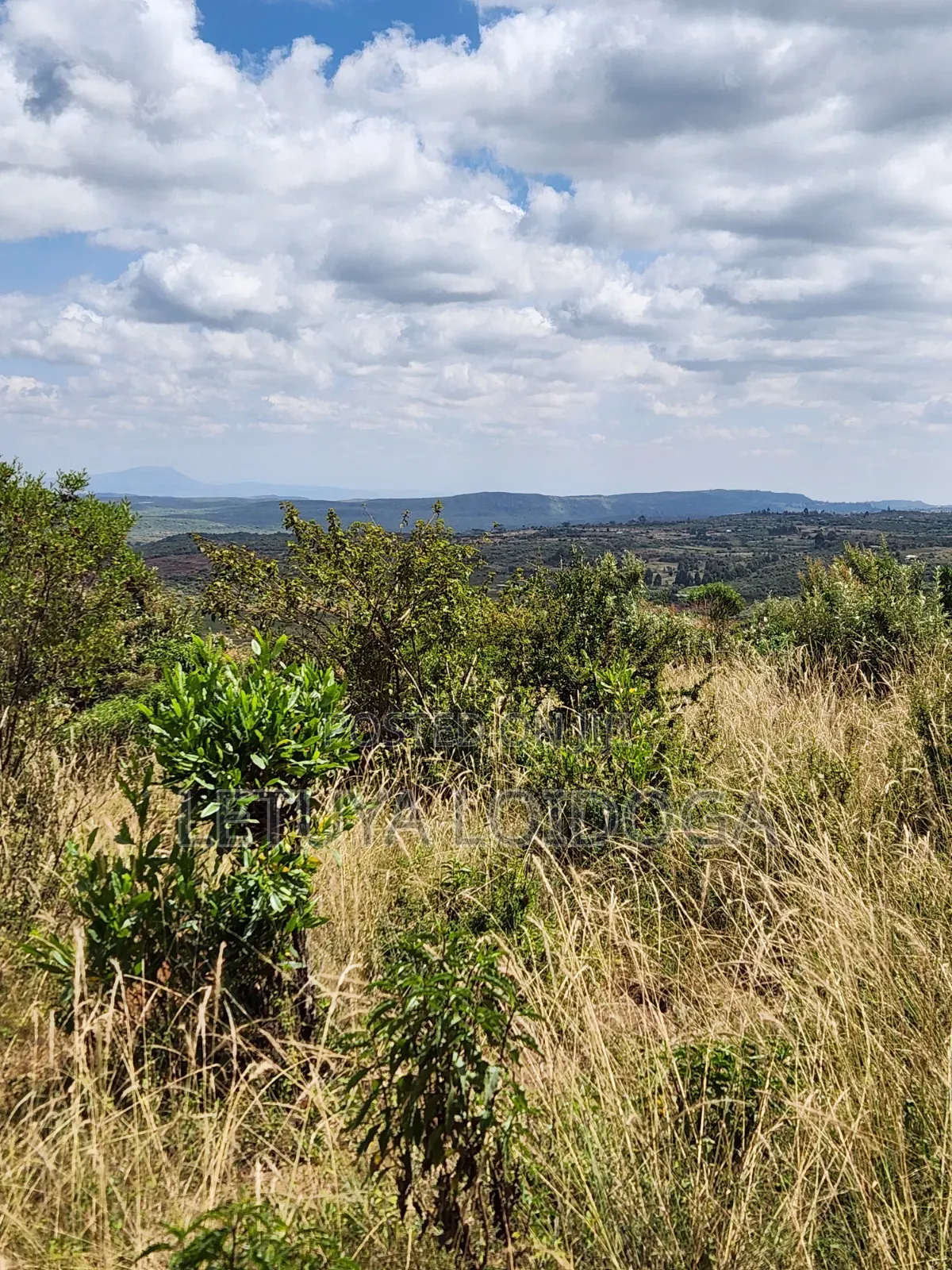 1 1⁄4 Acre Ngong-Kibiko(Baboon Crescent) in Kibiku