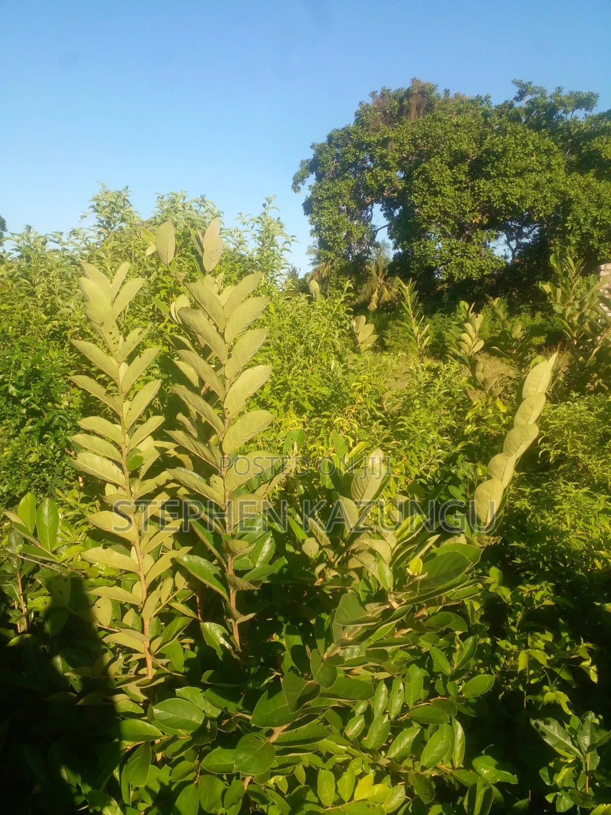 1/4 Acre Plot on Sale at Kombani on the Way to Kwale Road Side in Ukunda