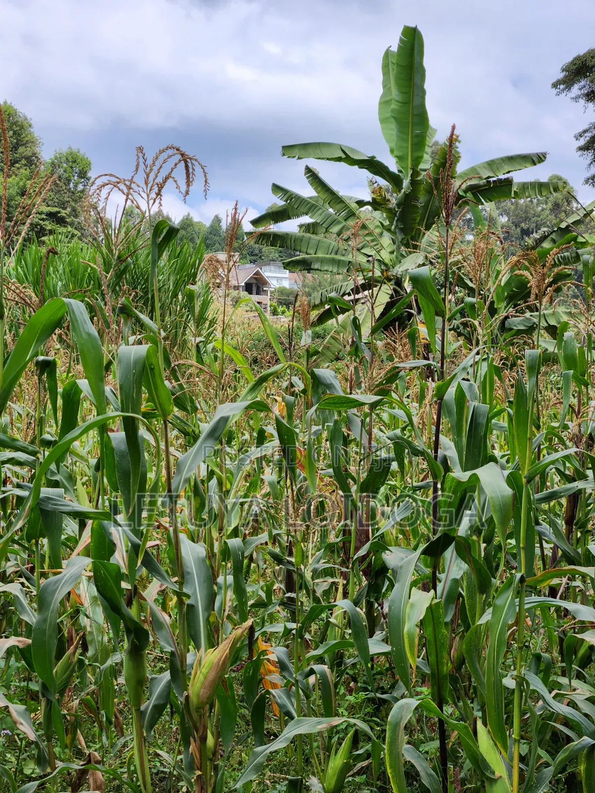 Prime Residential 1-Acre Kahara Road Ngong in Matasia