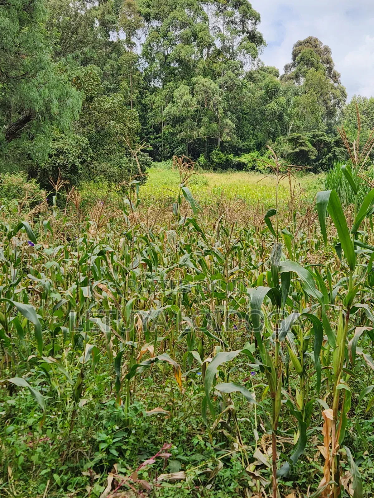 Prime Residential 1-Acre Kahara Road Ngong in Matasia