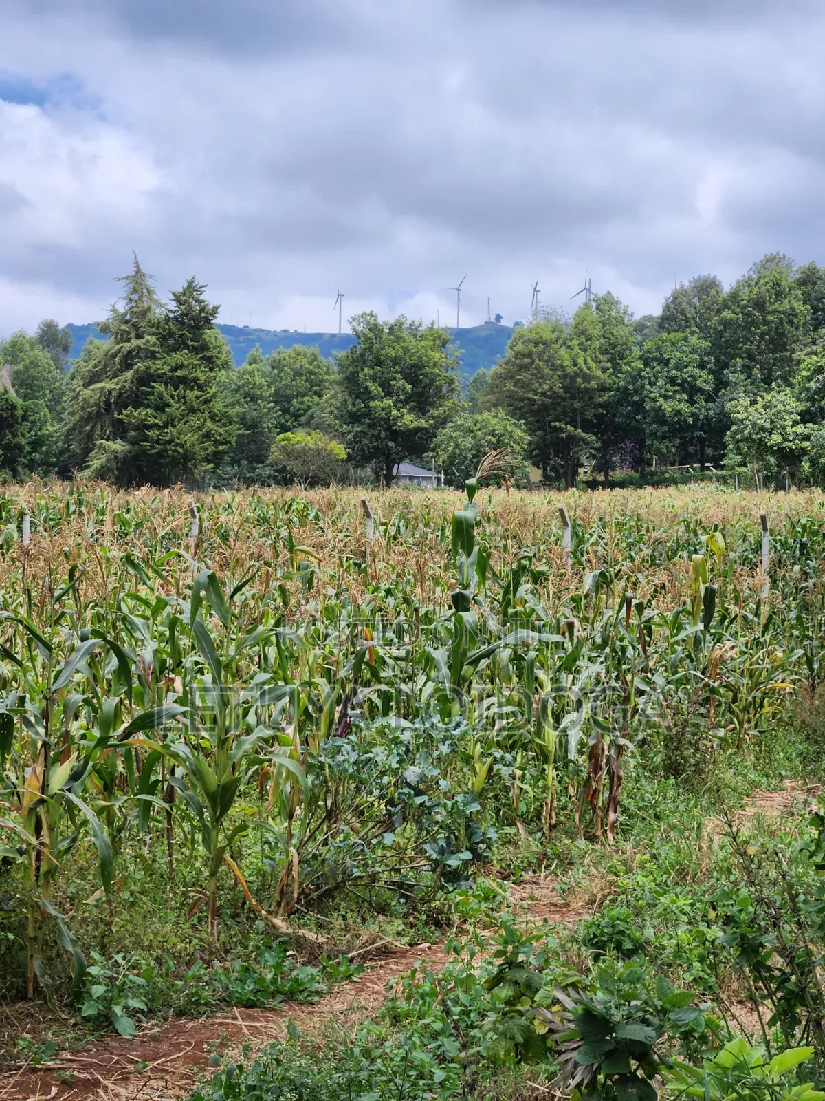 Prime Residential 1-Acre Kahara Road Ngong in Matasia