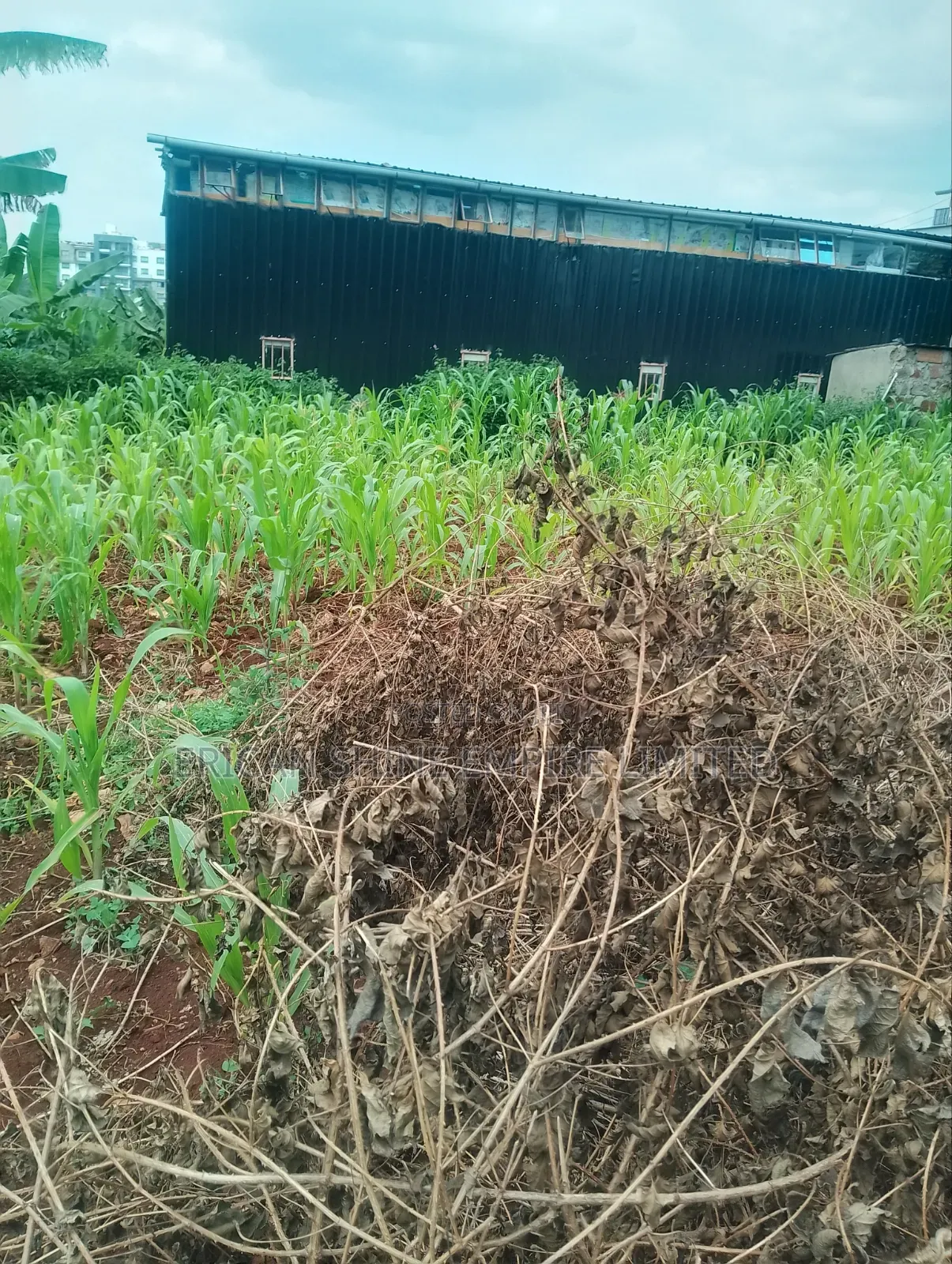 Lower Kabete 1/2 Land for Sale in Lower Kabete