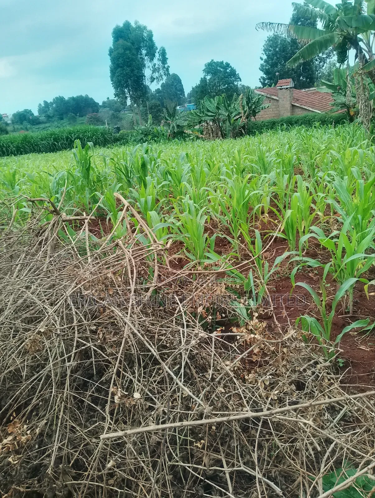 Lower Kabete 1/2 Land for Sale in Lower Kabete