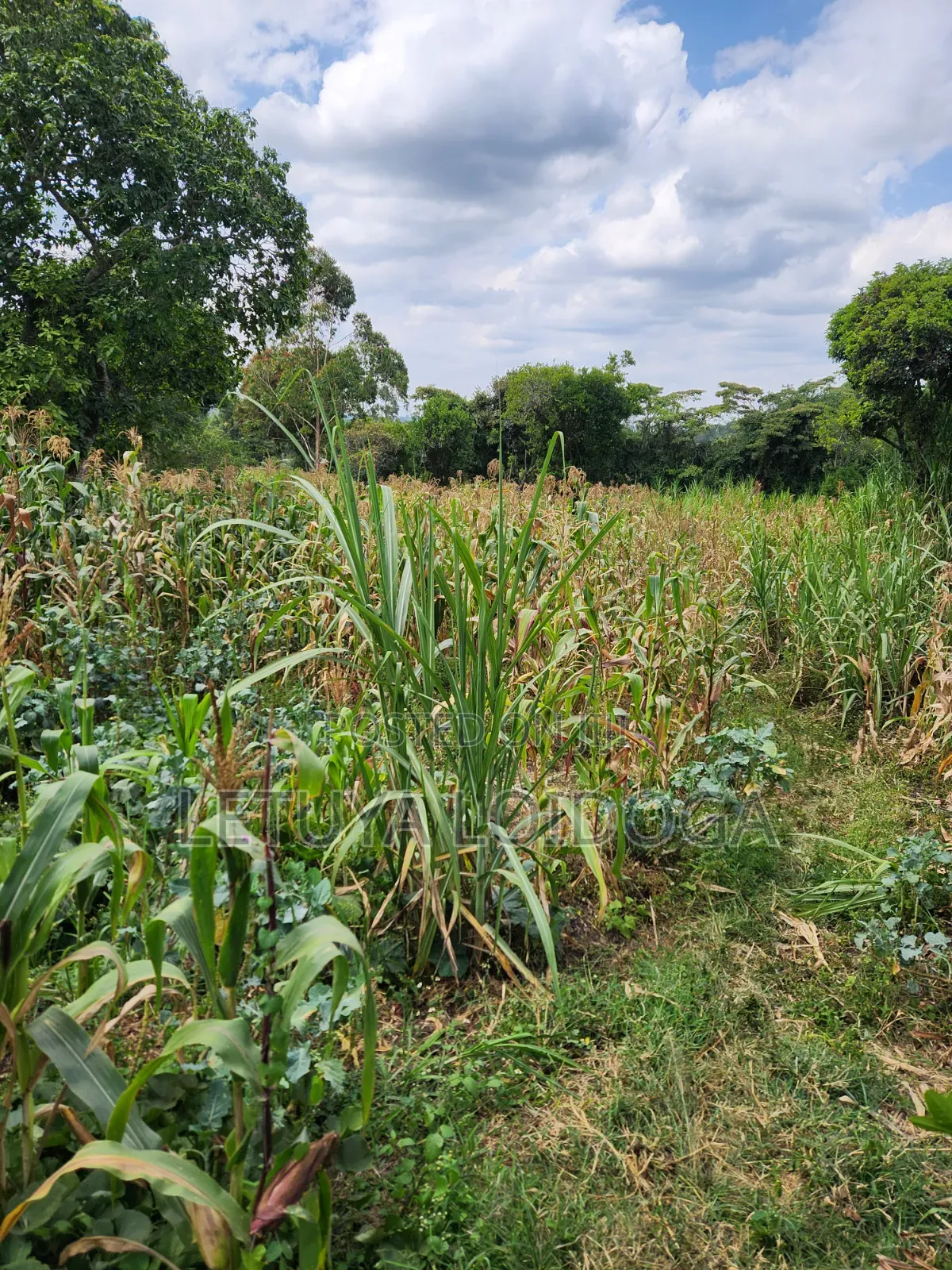 Distress Sale Ngong-Olepolos 1-Acre in Ole Polos