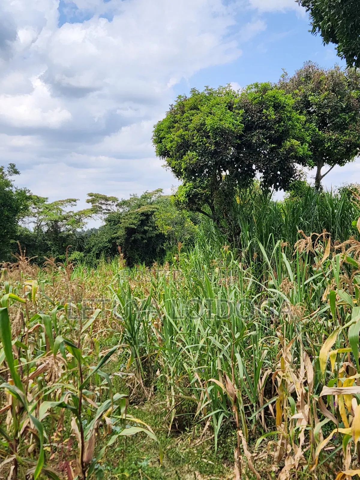 Distress Sale Ngong-Olepolos 1-Acre in Ole Polos