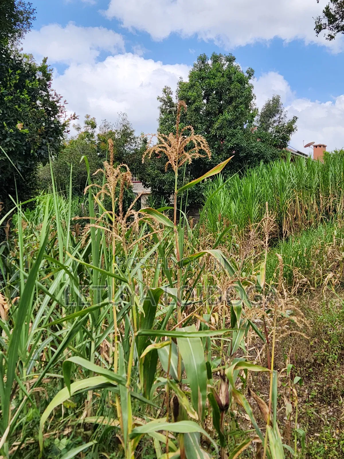 Distress Sale Ngong-Olepolos 1-Acre in Ole Polos