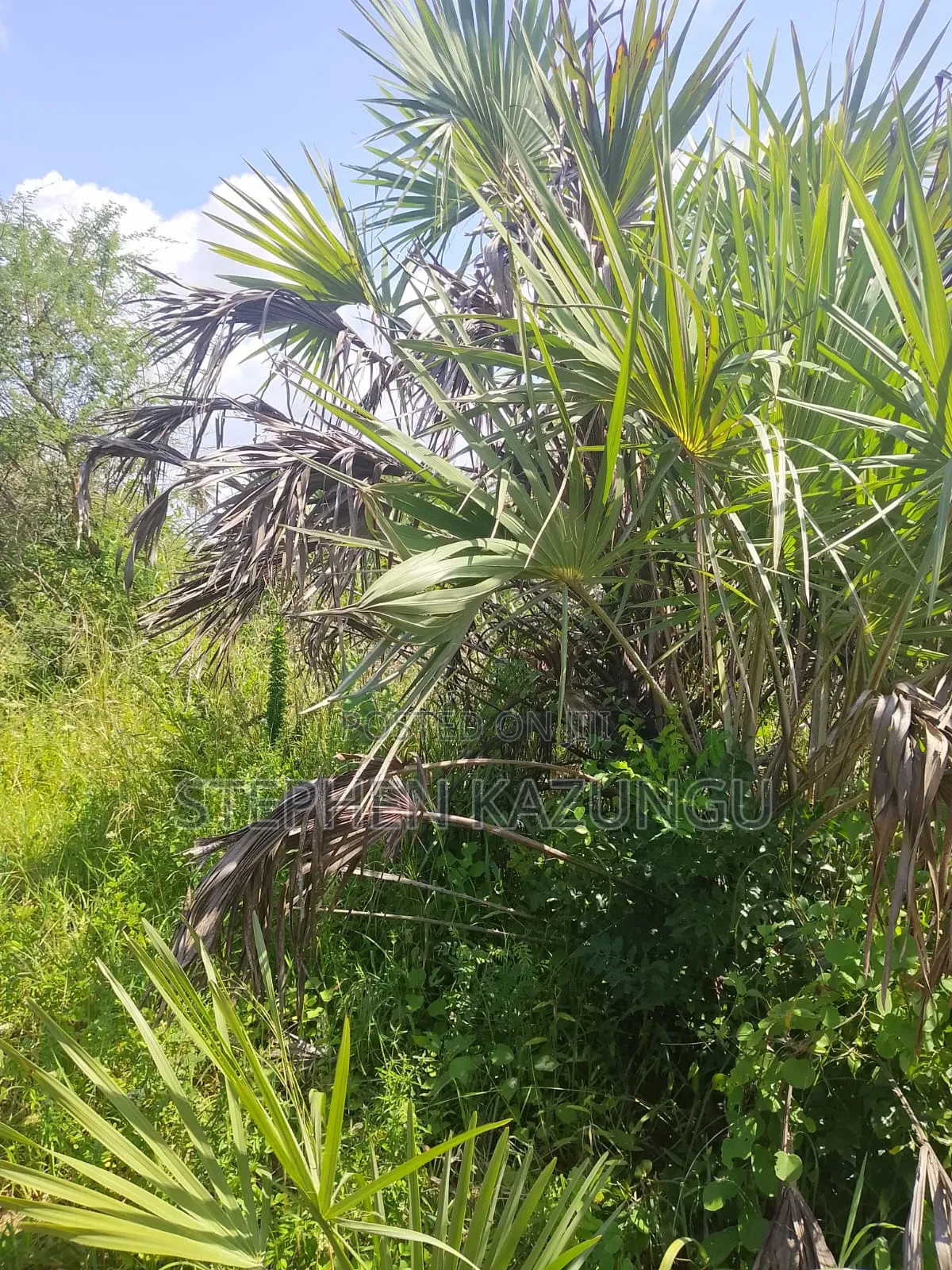 A Green-View 1 Acre Plot Near to Mwabungo Town. in Ukunda