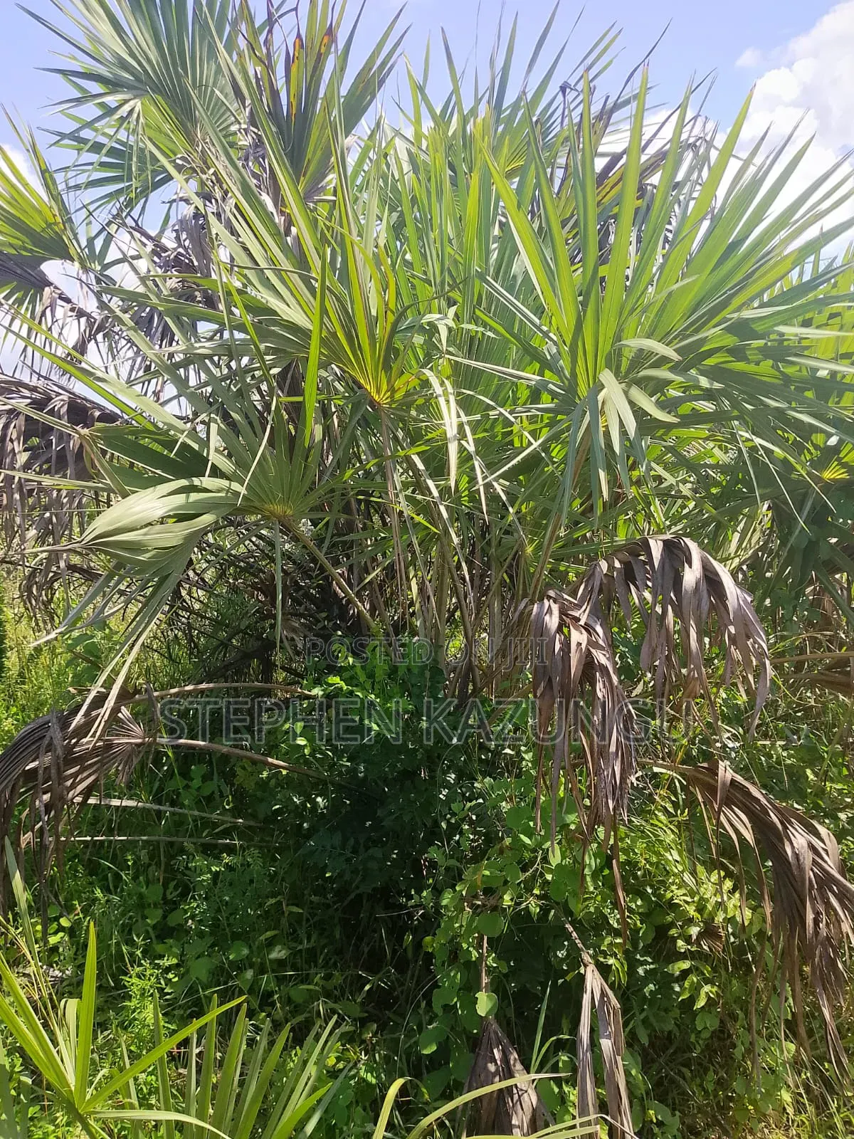 A Green-View 1 Acre Plot Near to Mwabungo Town. in Ukunda