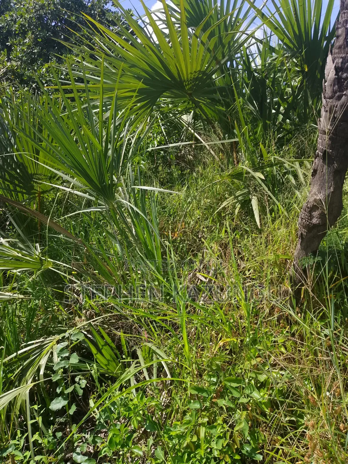 A Green-View 1 Acre Plot Near to Mwabungo Town. in Ukunda
