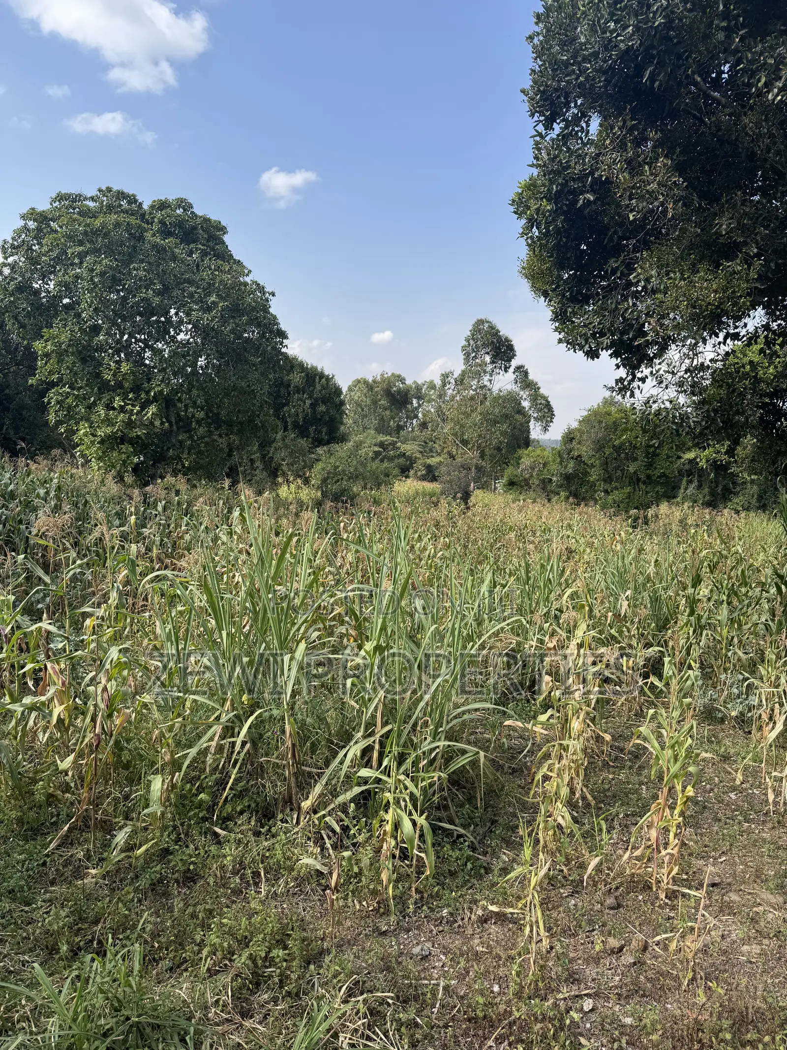 One Acre Olepolos in Ole Polos
