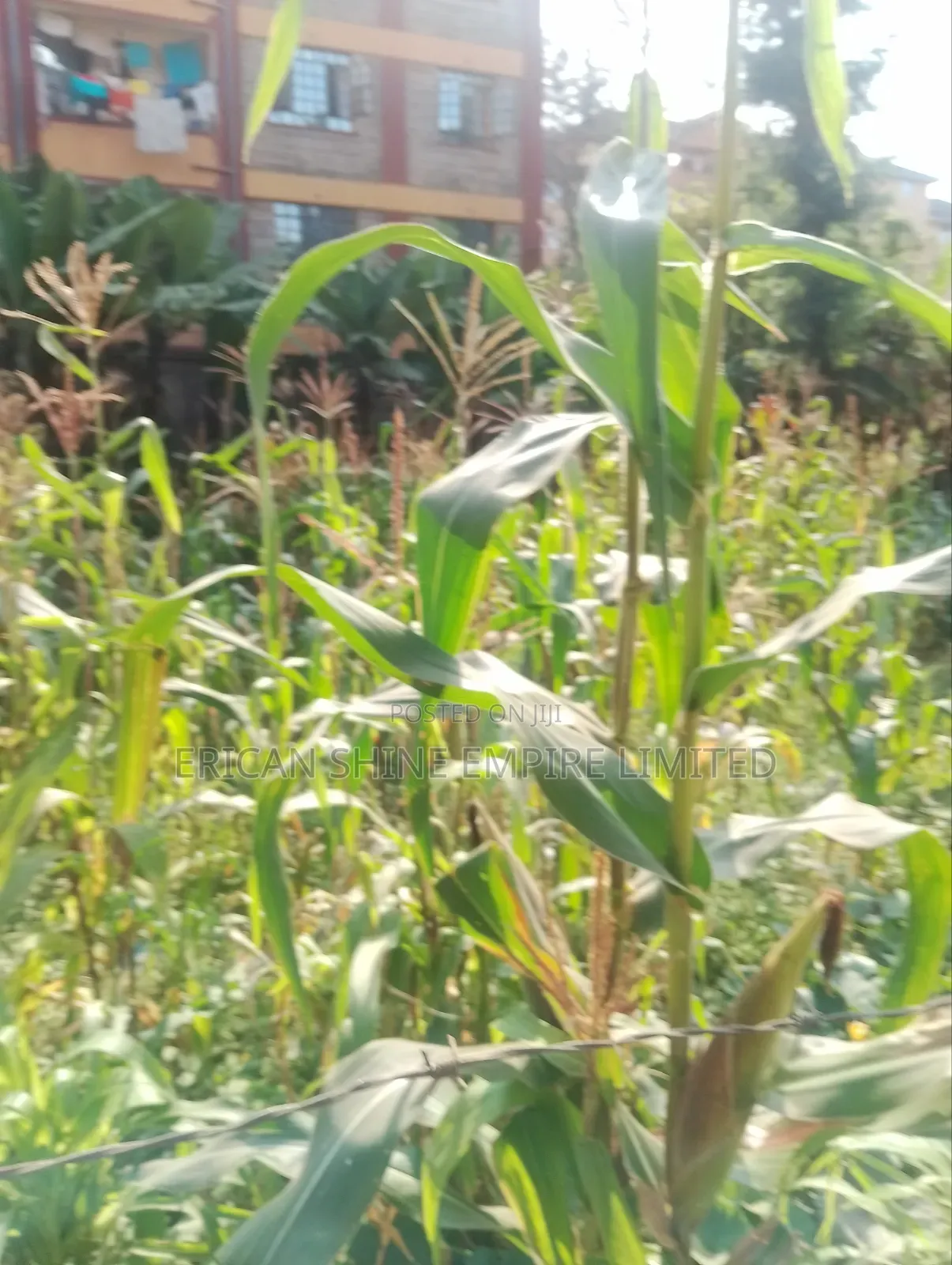 Lowe Kabete 1/8 Plot for Lease in Lower Kabete