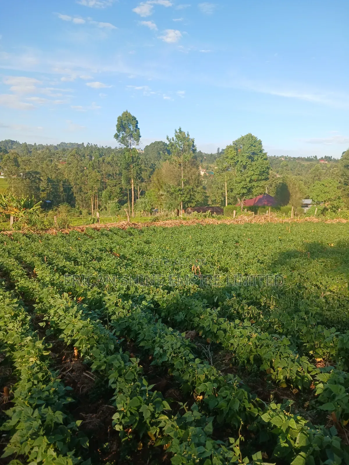 1.5acre Sale in Kapsabet in Kapsabet