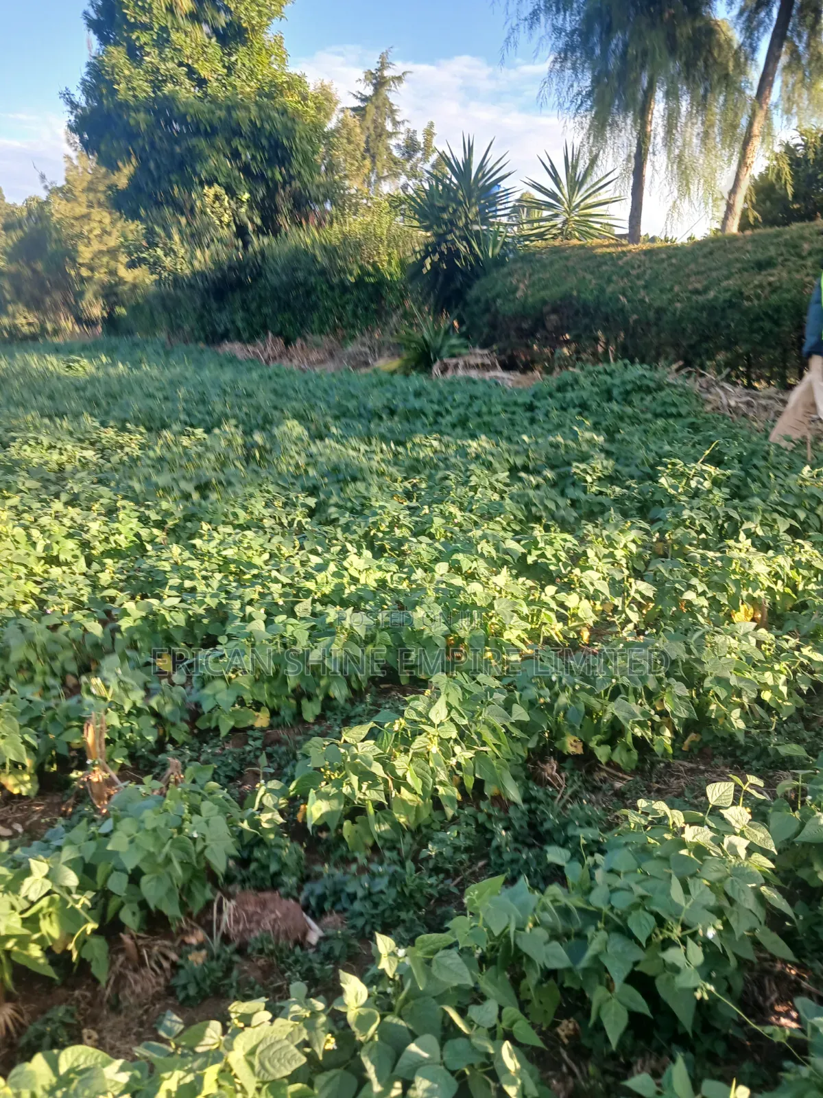 1.5acre Sale in Kapsabet in Kapsabet