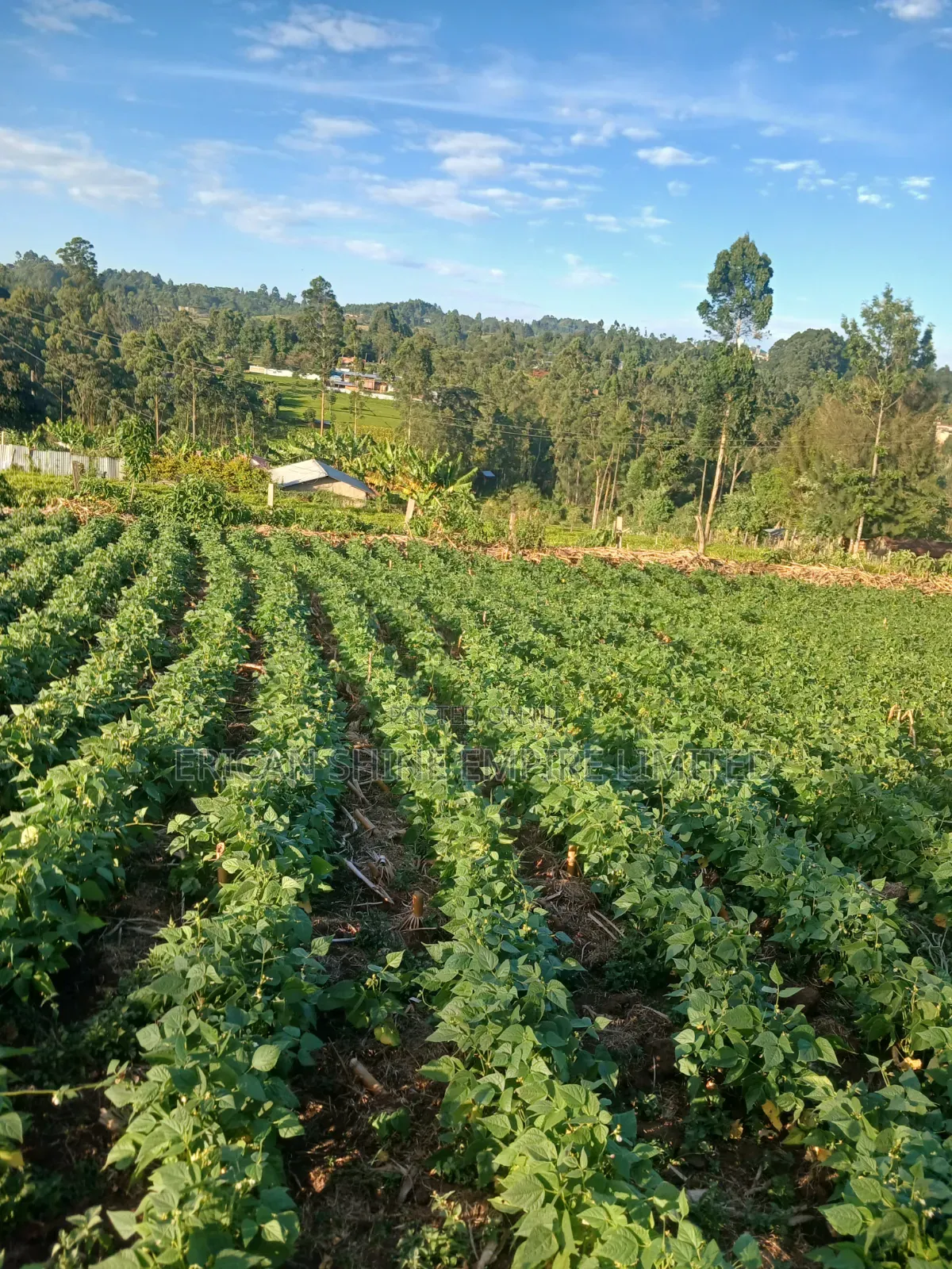 1.5acre Sale in Kapsabet in Kapsabet
