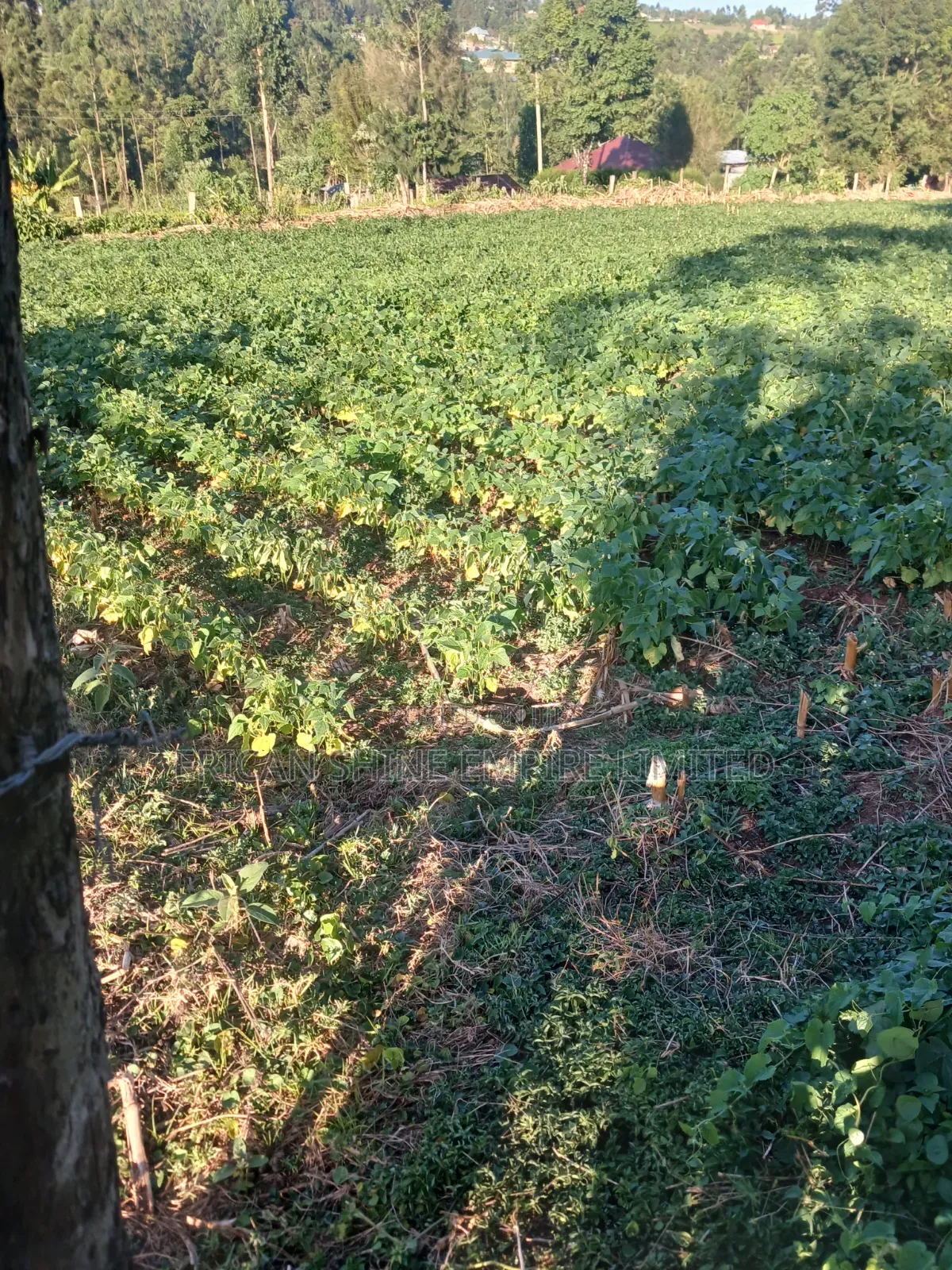 1.5acre Sale in Kapsabet in Kapsabet