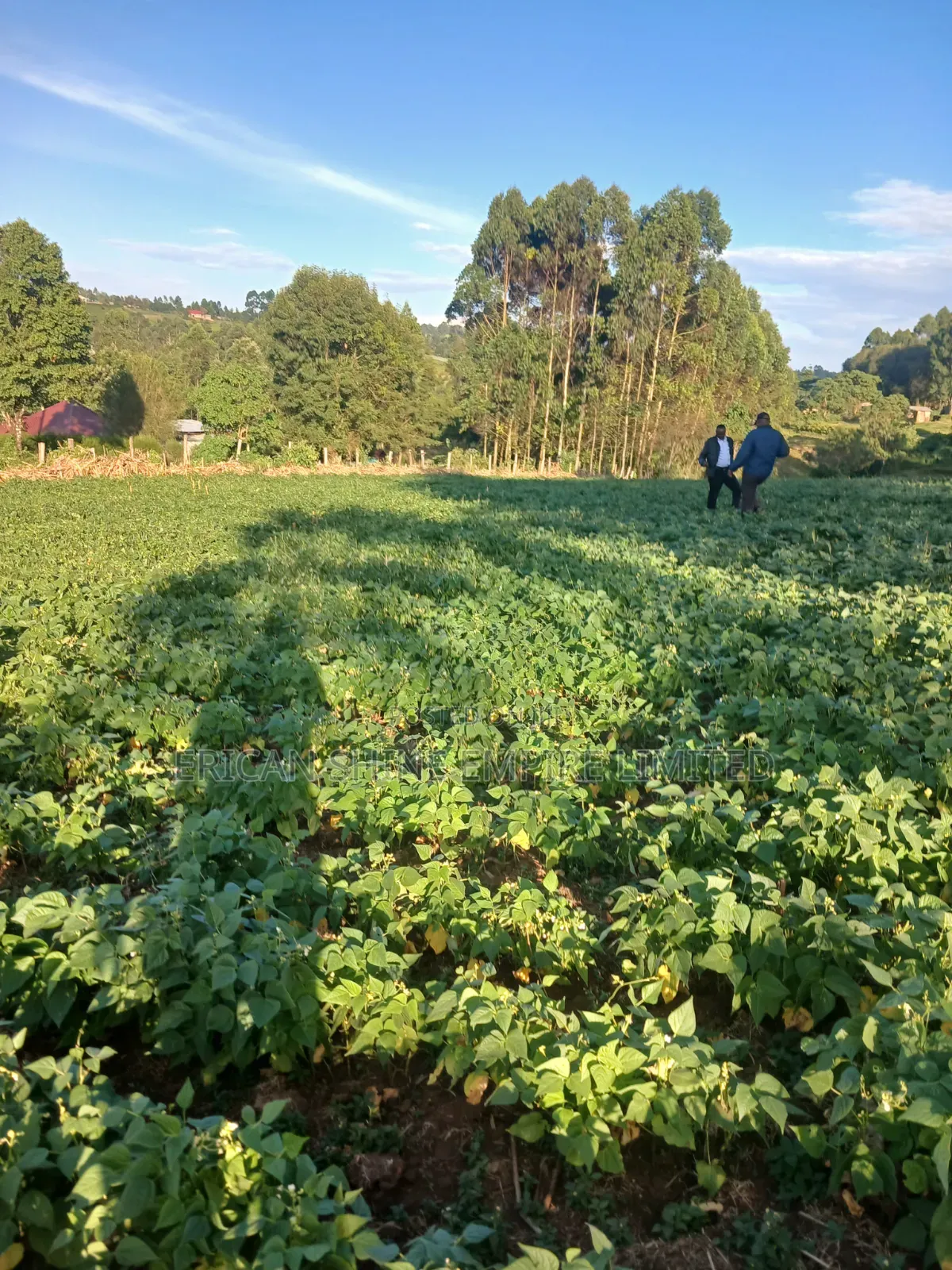 1.5acre Sale in Kapsabet in Kapsabet