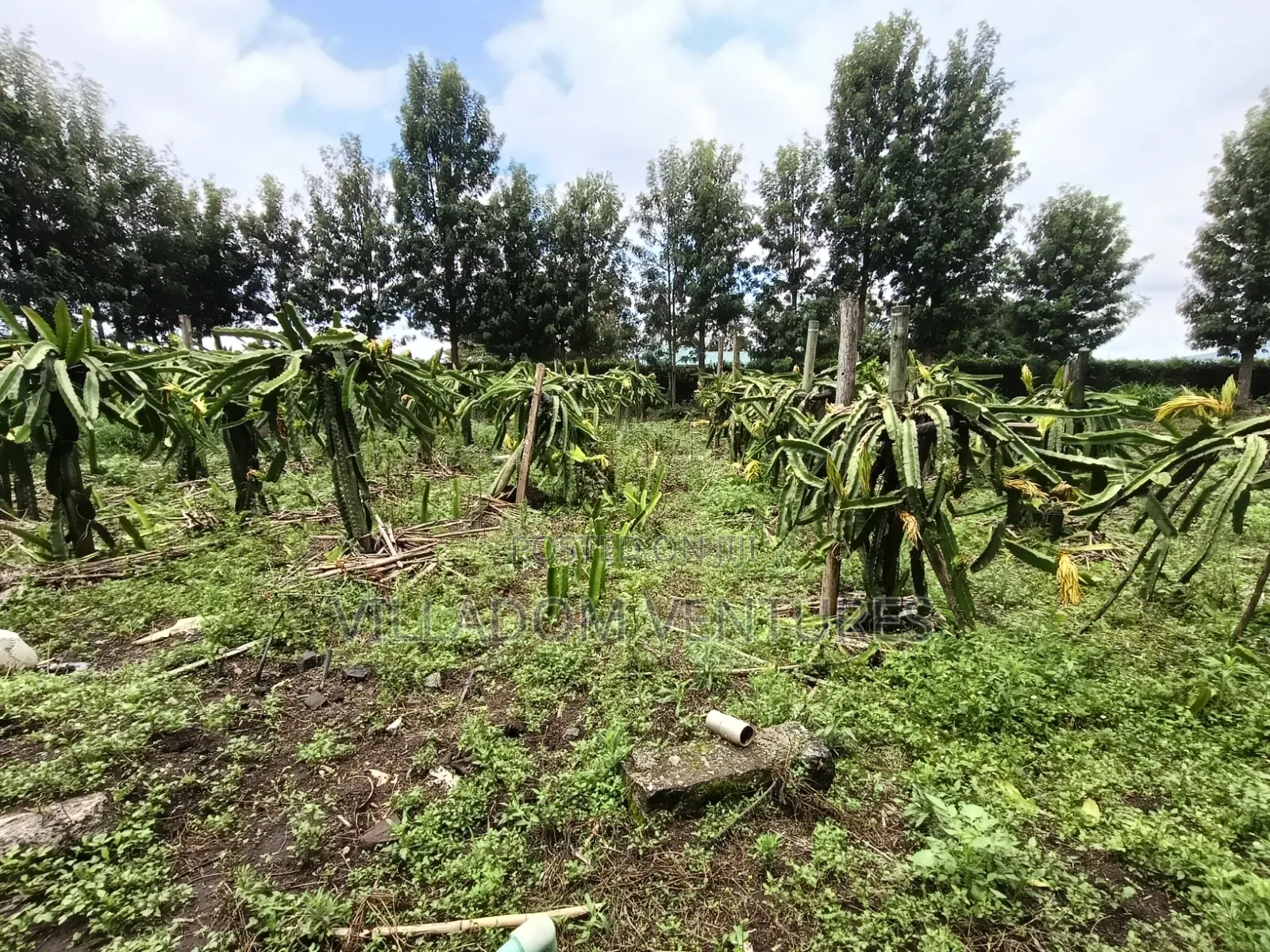 For Quick Sale Several 50/100 Plots Near Annester Premier Nakuru in Nakuru Town East