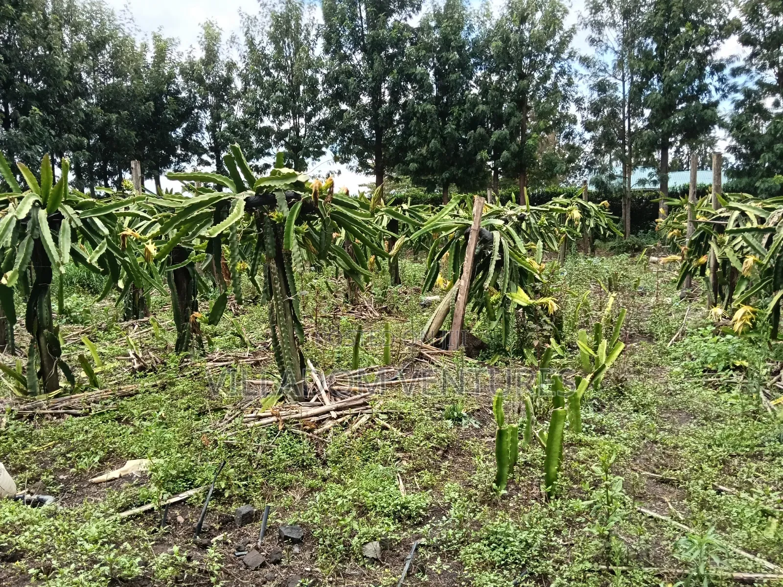 For Quick Sale Several 50/100 Plots Near Annester Premier Nakuru in Nakuru Town East