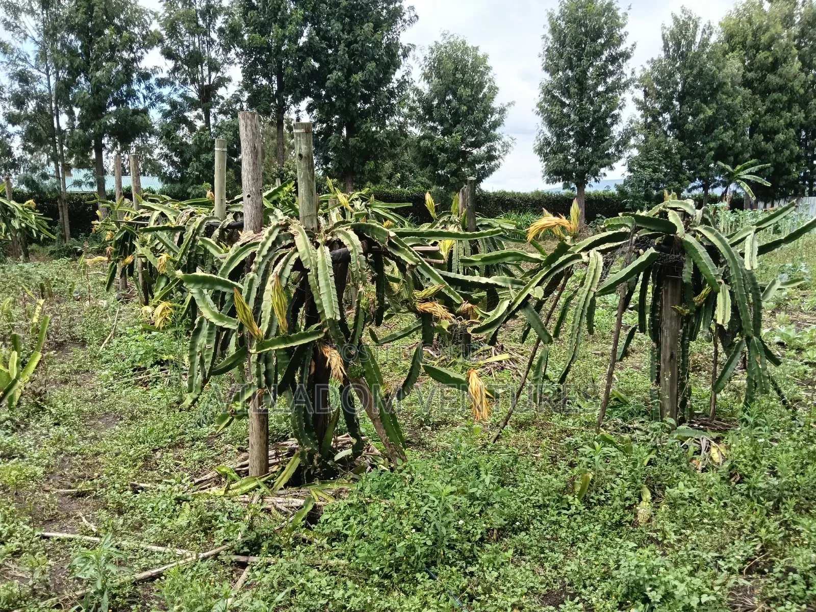 For Quick Sale Several 50/100 Plots Near Annester Premier Nakuru in Nakuru Town East