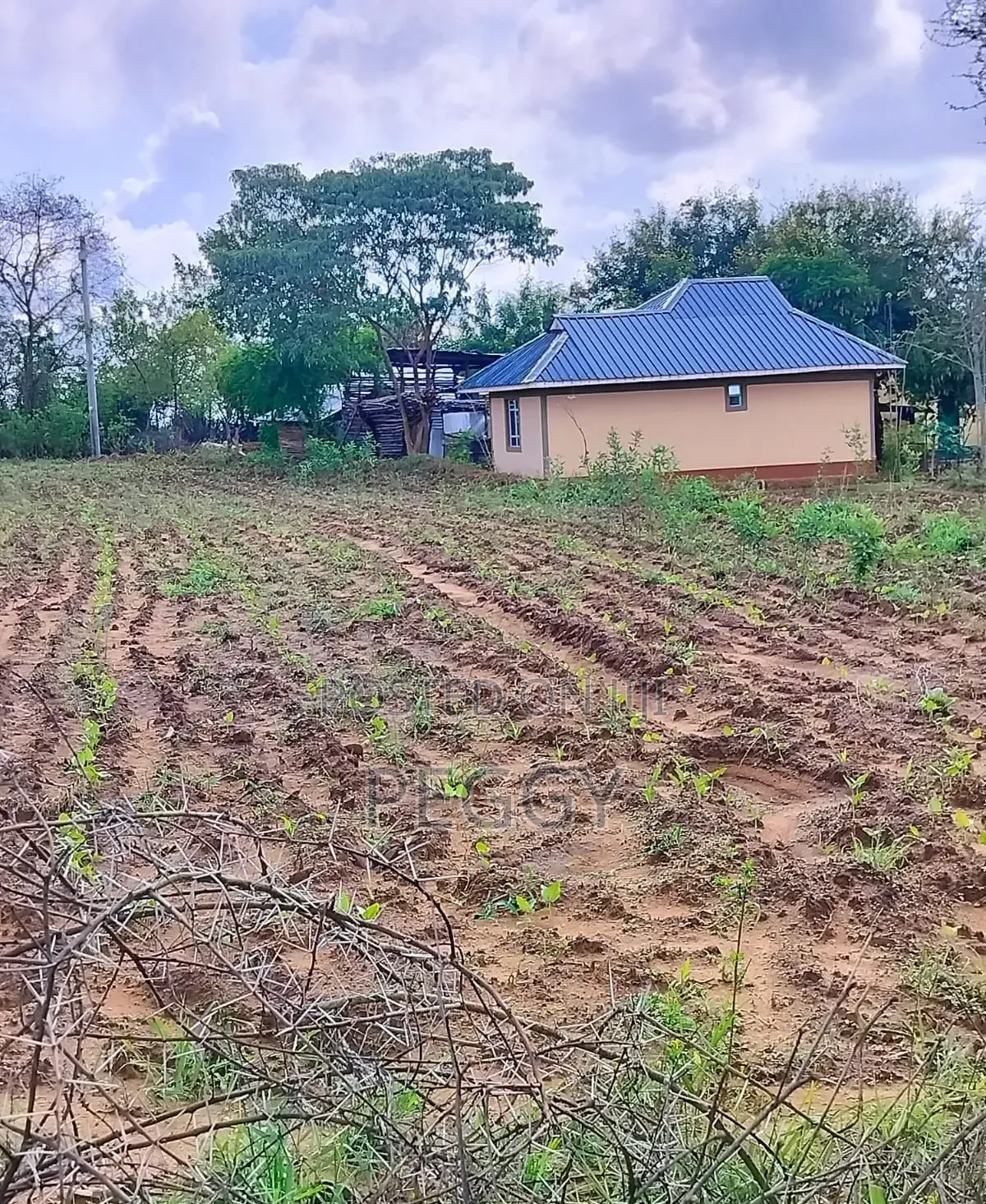 Ready Title 50 X 100 Matuu Kaewa Plots at in Matuu