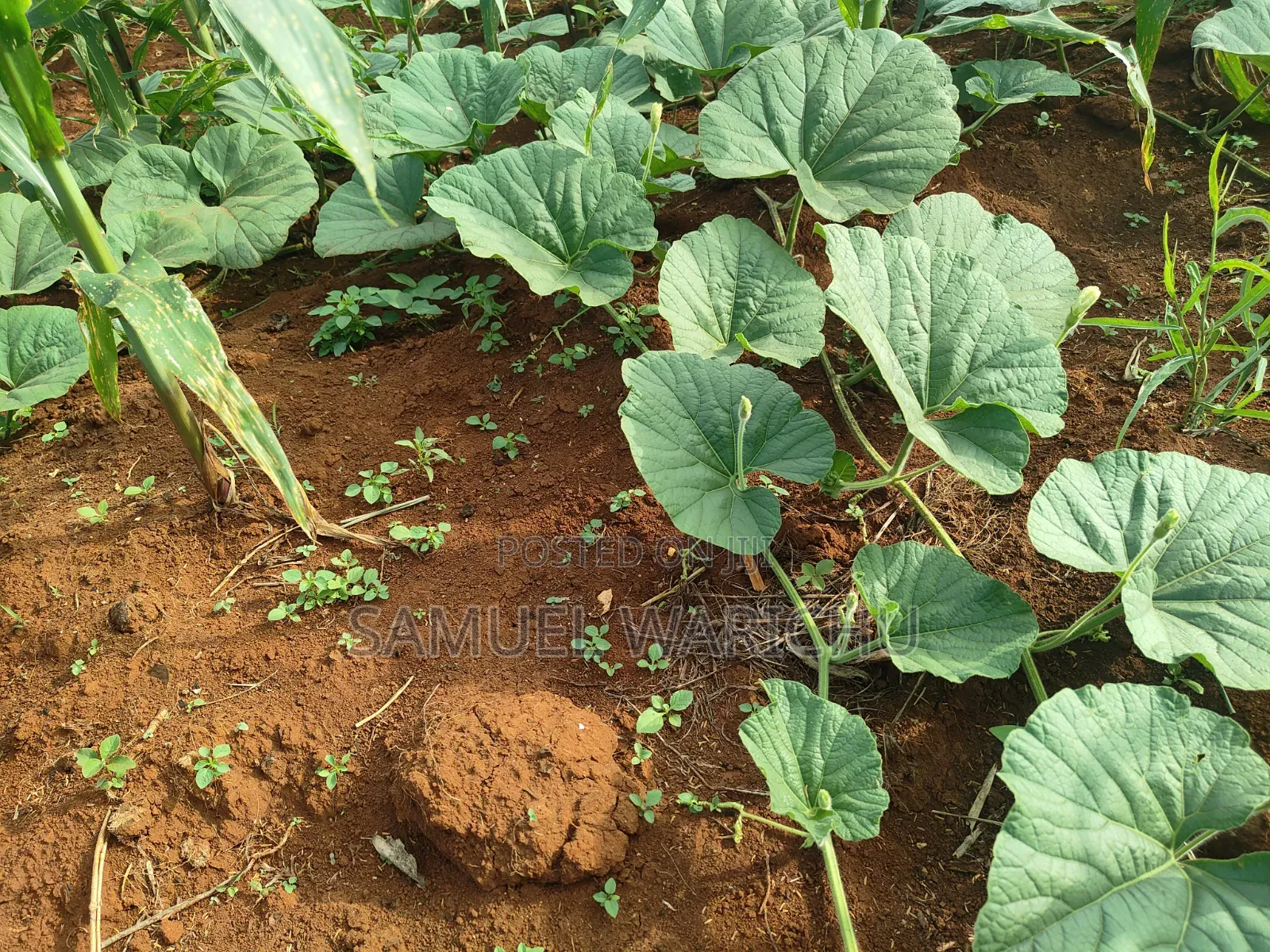 1 ACRE Prime Affordable Land Marereni Malindi in Adu
