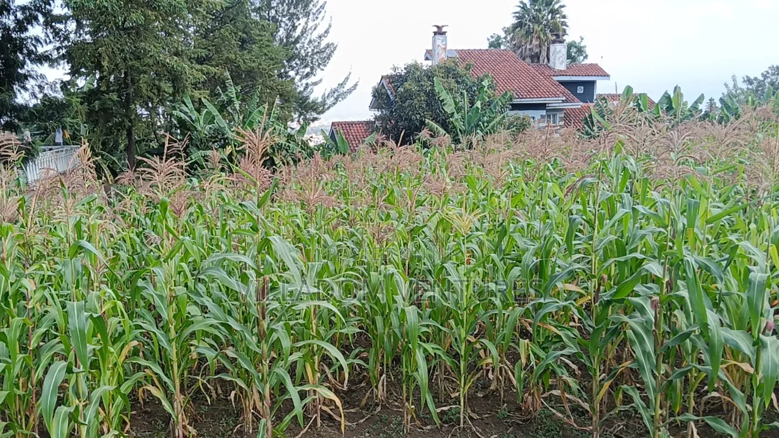 For Sale 1/2 Acre in Millimani Block 12 in Nakuru Town East