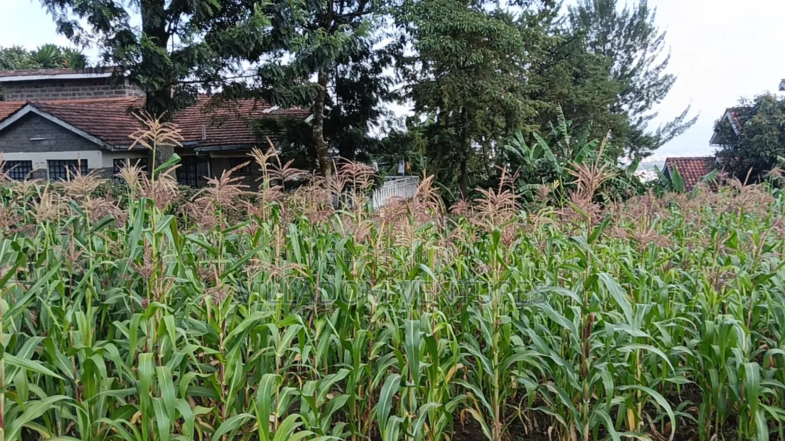 For Sale 1/2 Acre in Millimani Block 12 in Nakuru Town East