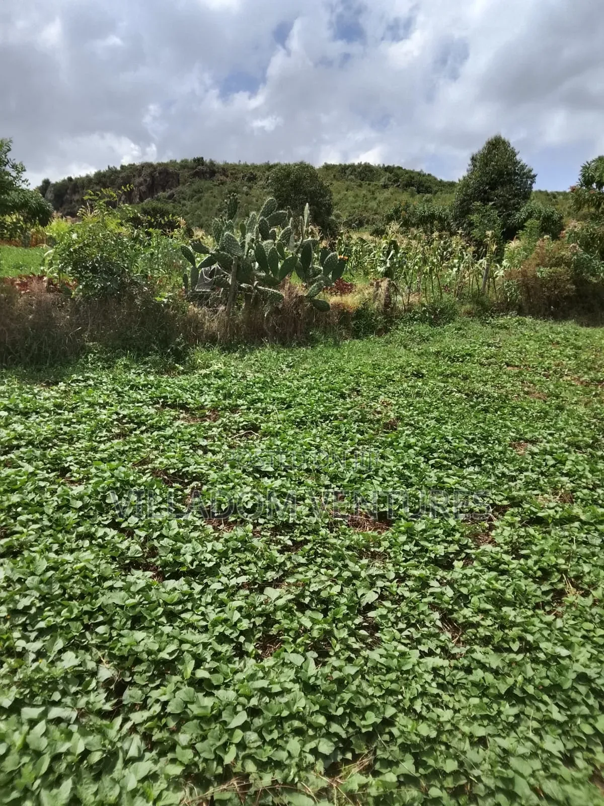 For Quick Sale 50/100 Plot in Gilgil Very Strategically Located in Kikopey