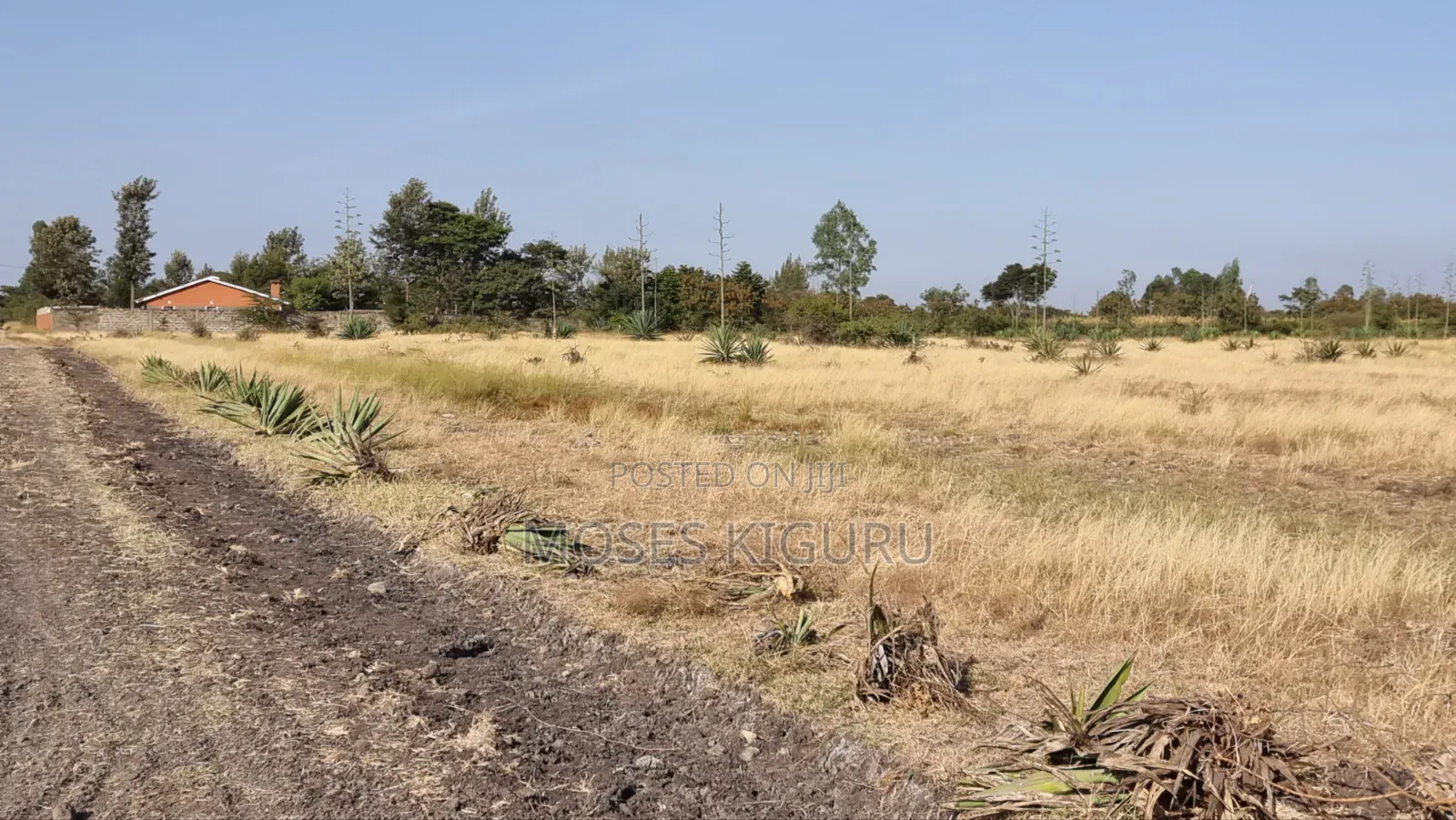 Jujafarm, Kwamurage, 50x100 Plots. in Kalimoni