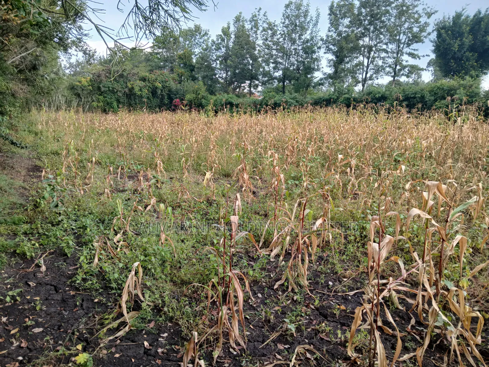 0.15ha (3/8 Acre) Touching Matasia-Merisho Tarmac, Karen-View in Merisho