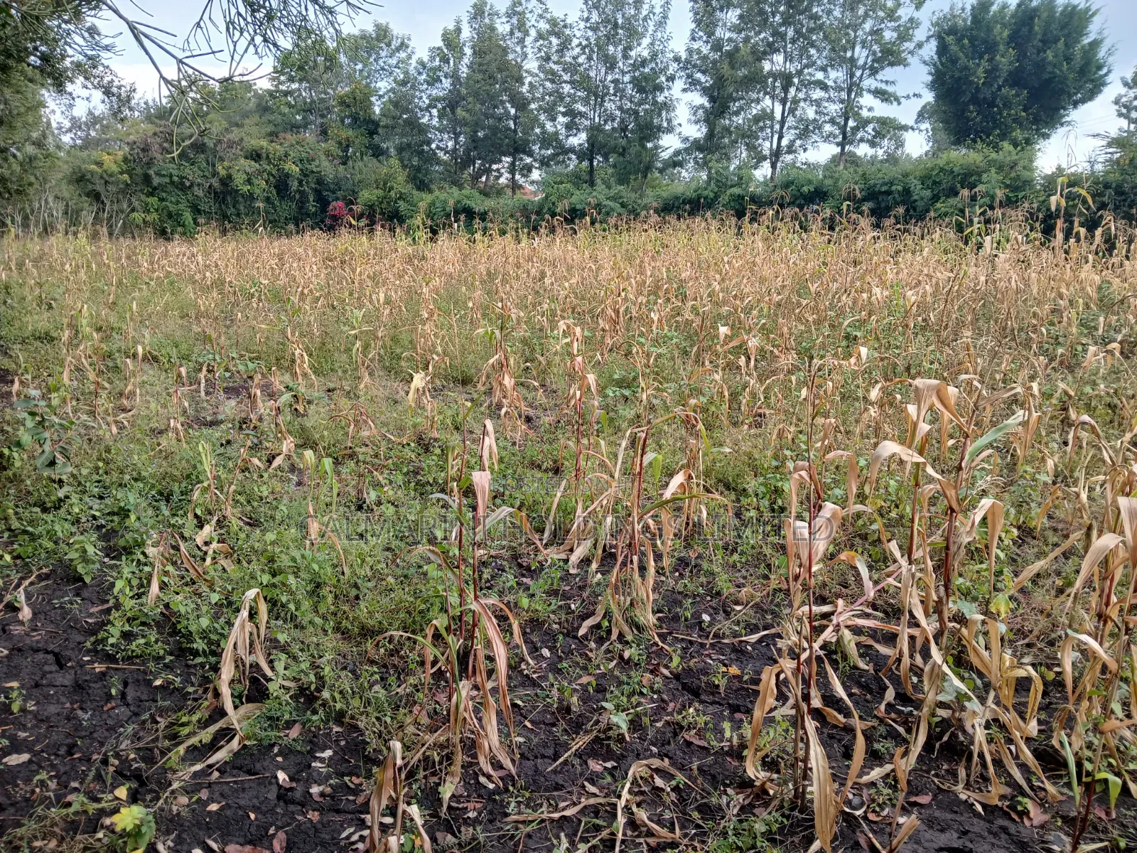 0.15ha (3/8 Acre) Touching Matasia-Merisho Tarmac, Karen-View in Merisho