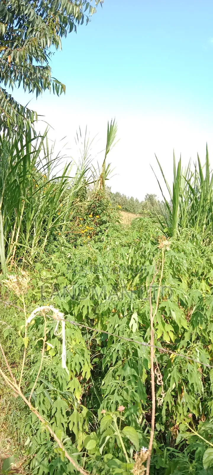 Prime 2acs Farm in Makuyu Muranga in Makuyu