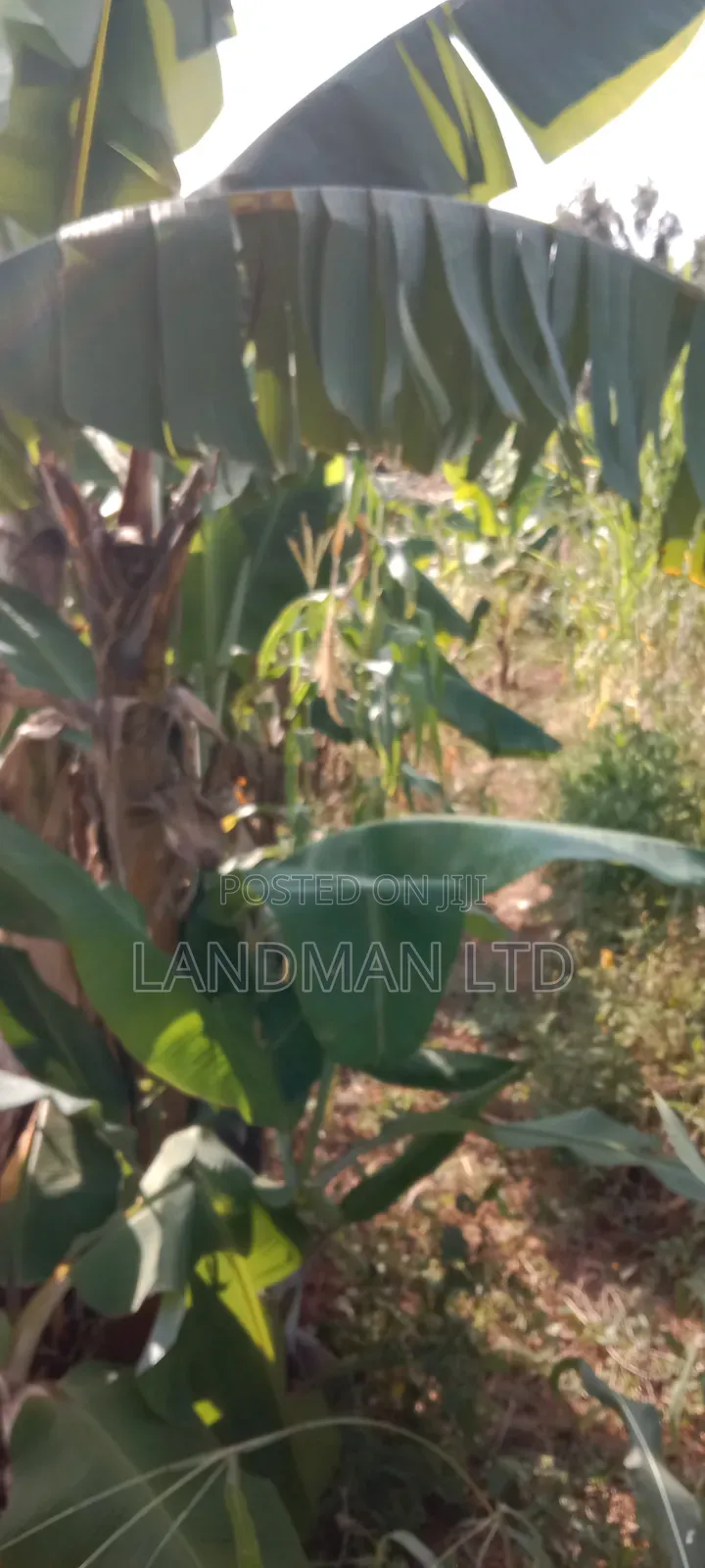 Prime 2acs Farm in Makuyu Muranga in Makuyu