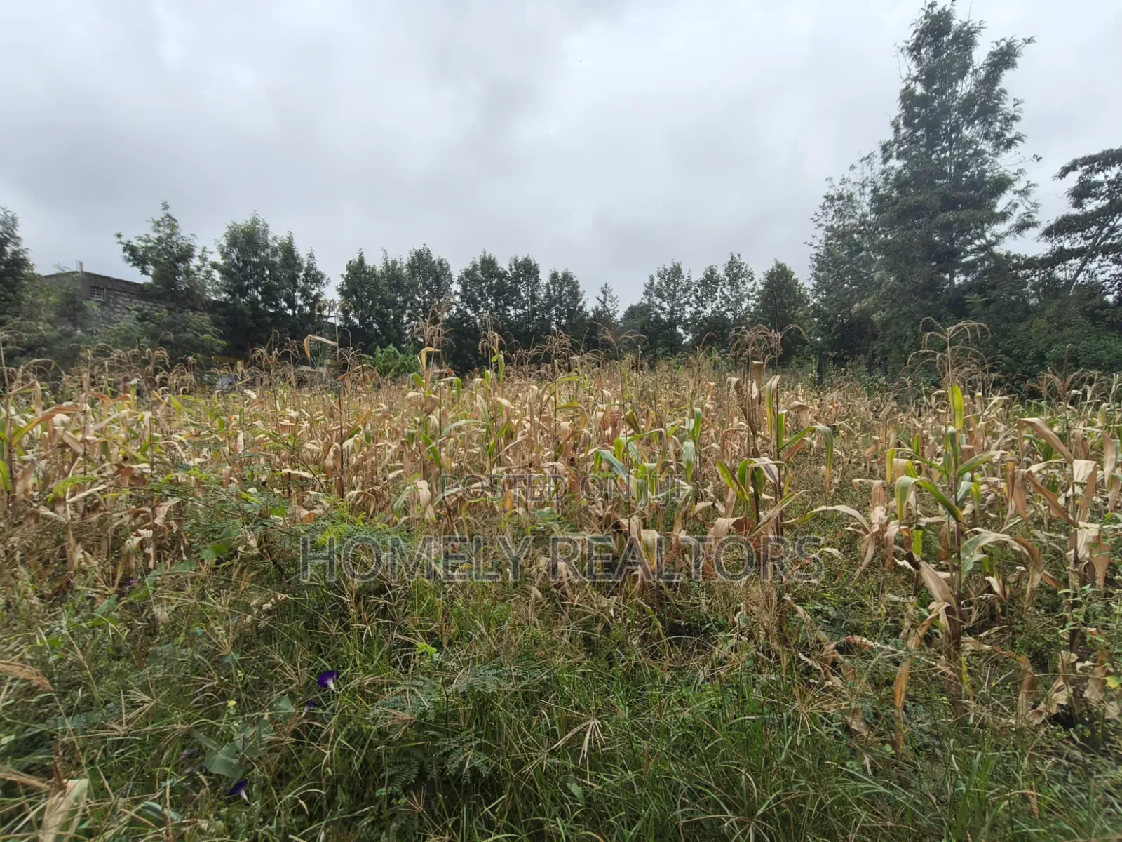 Quarter Acre Plot for Sale in Ngong, Ol Keri Near the Tarmac in Ol Keri